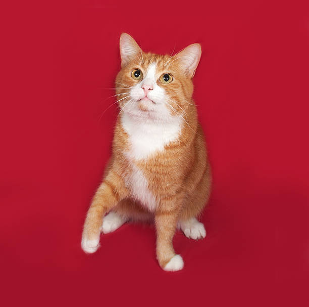 istock Red and white cat sitting on red 479734480