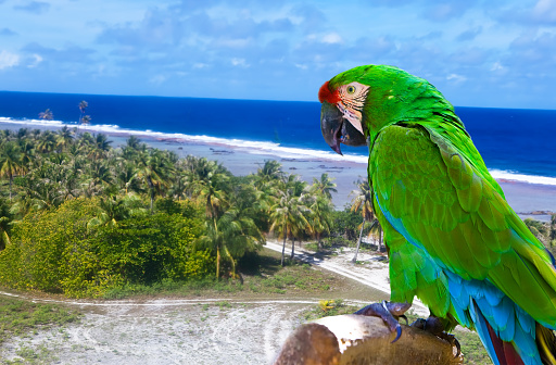 Bright parrot  against the sea