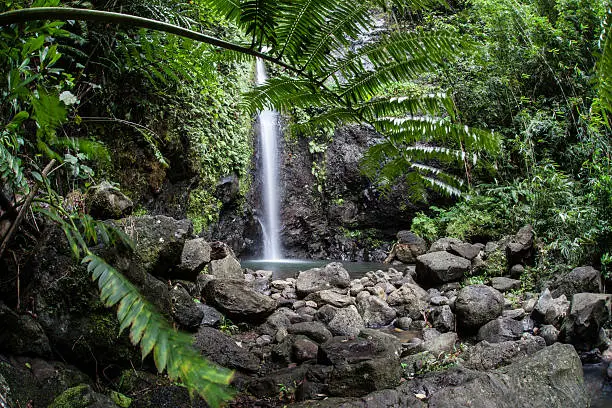 A waterfall tumbles into a natural pool on the island of Raiatea in French Polynesia. The islands throughout this region receive plenty of rainfall and plenty of sunlight each year allowing flora to flourish.