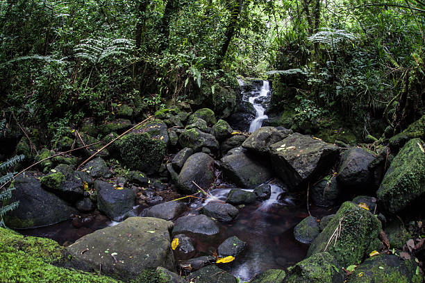 istock Rocky Stream in Tropical Rainforest 479734768
