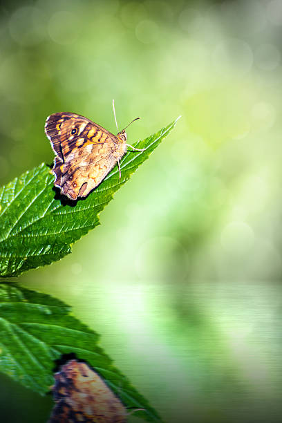 Vertical photography in selective focus of brown common butterfly insect (lepidoptera family), on green leaf in forest in middle of natural swamp, with his water reflection on bottom of the image. Nature shot represents freshness, beauty in nature, and wild faune in forest. Shot in summer / spring season without people and some beautiful bokeh shape in blurred background due to the selective focus on the single animal.