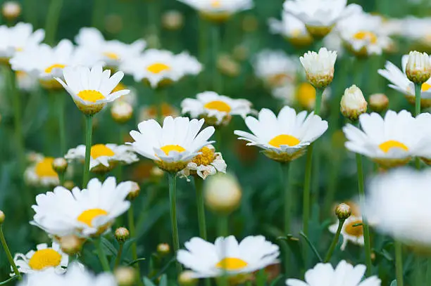 White daisies in a meadow.