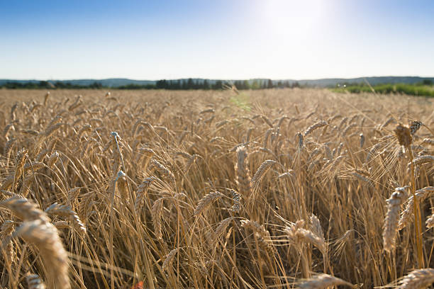 istock golden ripe wheat field in summertime before harvest 479741300