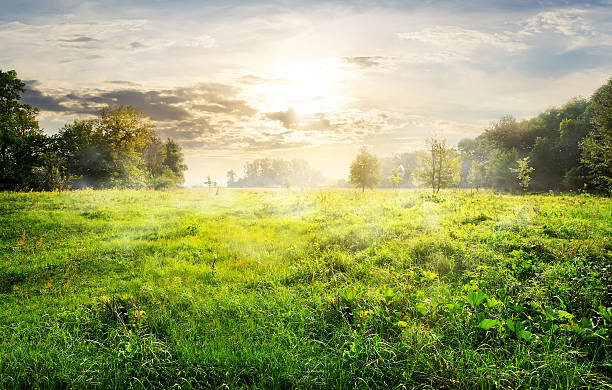 istock Green meadow at sunrise 479741318