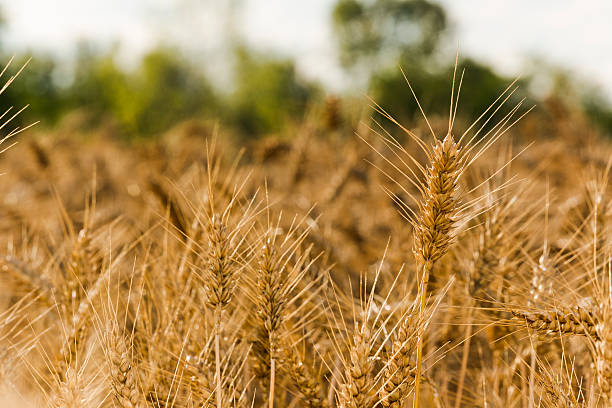 istock ears of wheat 479744102