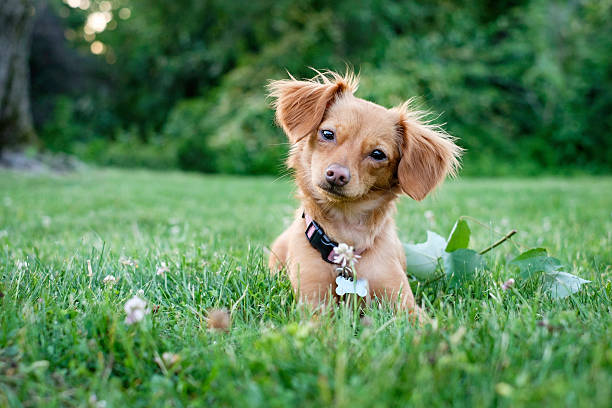 teckel chien chihuahua race mixte en plein air - dachshund dog small canine photos et images de collection