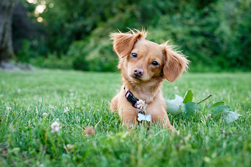 A cute golden brown Dachshund Chichuahua mix breed dog laying in the grass.