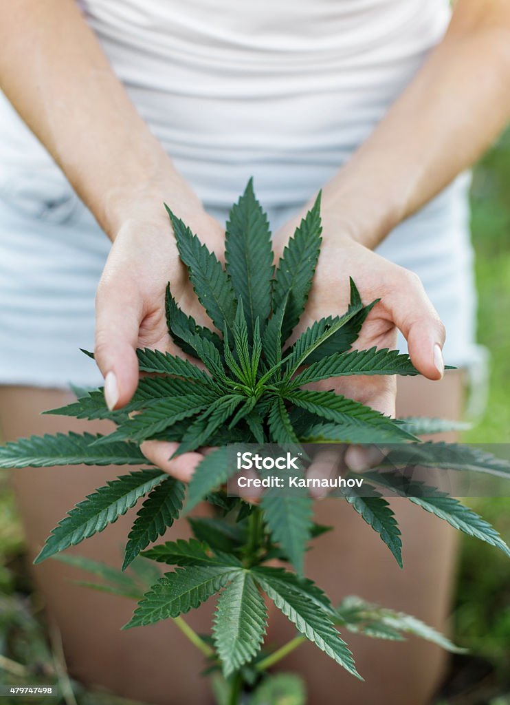 medical marijuana woman's hands holding leafs of medicine marijuana 2015 Stock Photo