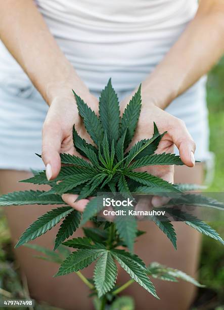 Medical Marijuana Stock Photo - Download Image Now - 2015, Addiction, Agriculture