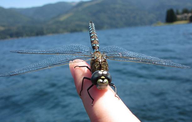 Dragonfly on Human Finger from Front, Lake Background stock photo