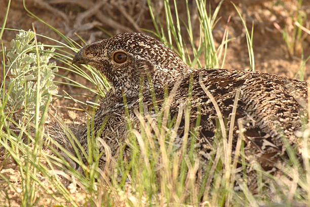 Centrocercus Urophasianus no Ninho - fotografia de stock