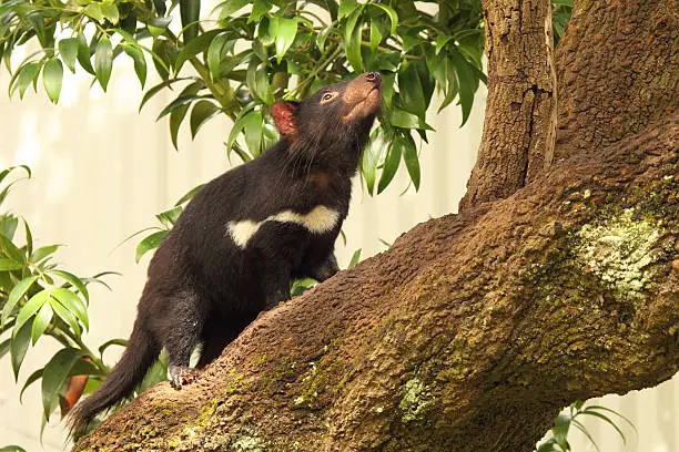 A Tasmanian Devil climbing a tree.