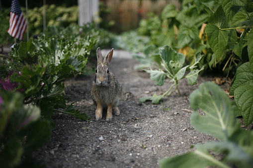 A rabbit sits and looks at the camera in a garden with a U.S. flag in the background