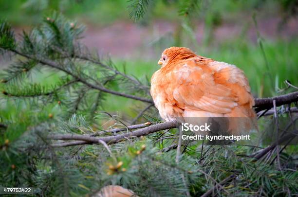 Chicken Roosting Stock Photo - Download Image Now - 2015, Agriculture, Animal