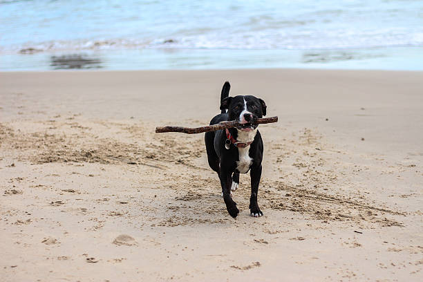 istock Dog with stick running on beach 479753582