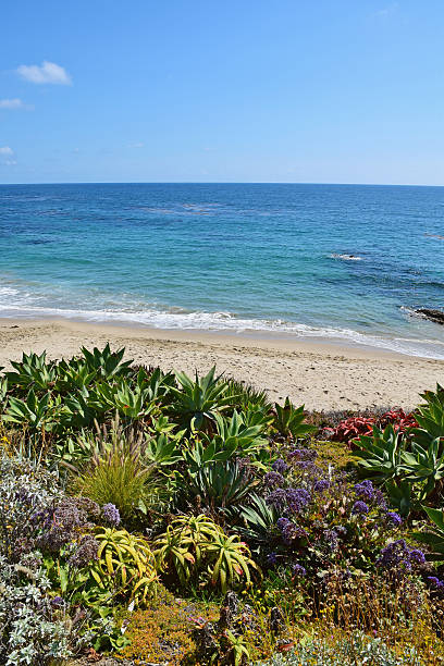 istock Diver's Cove, Laguna Beach 479753778