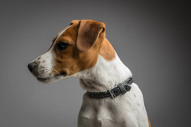 istock jack russell terrier puppy 479756216
