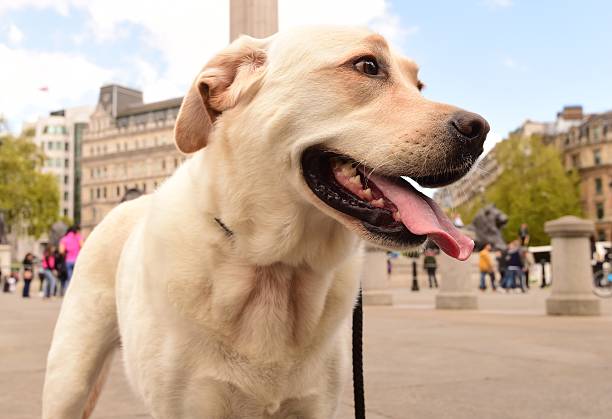 istock Trafalgar Square, London 479756392