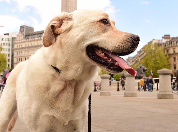 istock Trafalgar Square, London 479758536