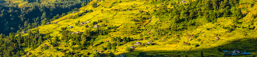 Traditional Annapurna region farmhouses and villages warmed by early morning sunlight set amongst by terraced fields of millet crop high on a remote rural hillside in the Himalaya mountains of Nepal. ProPhoto RGB profile for maximum color fidelity and gamut.