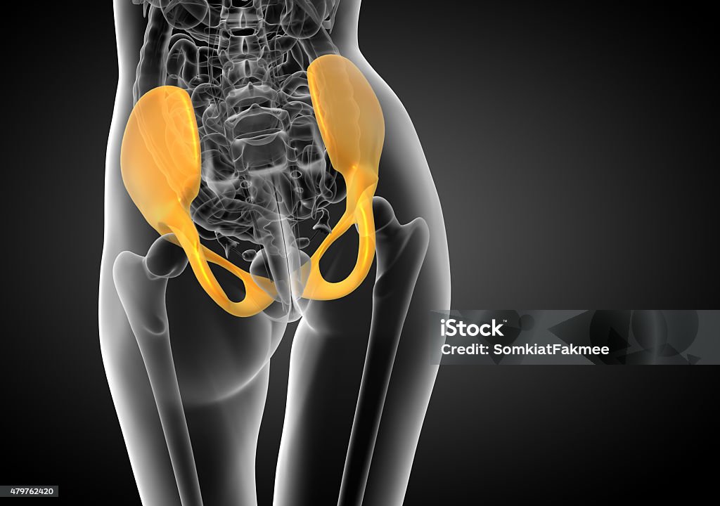 3D medical illustration of the pelvis bone 3D medical illustration of the pelvis bone - back view 2015 Stock Photo