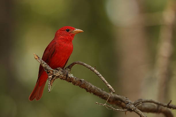 Summer Tanager stock photo