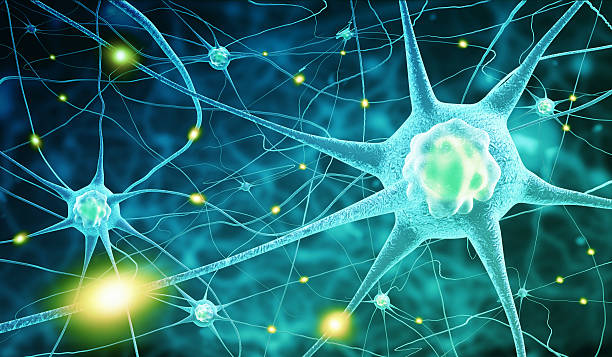 células nerviosas - nerve cell human nervous system biology synapse fotografías e imágenes de stock