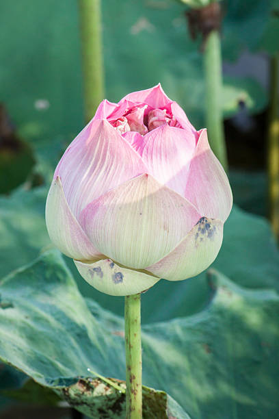 istock pink lotus flower in chiangmai thailand 479767302