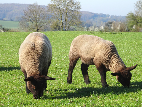 Photo showing some young white lambs (baby Suffolk sheep) with black heads and legs, eating fresh grass in the field of a sheep farm.