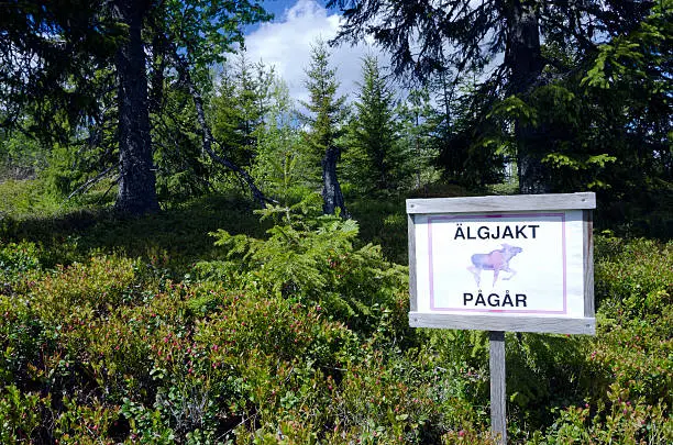 Sign with the message that moose hunting is ongoing, photo from the North of Sweden.