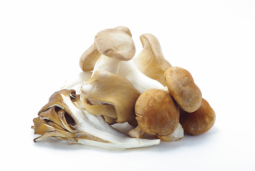 Mushroom from Japan