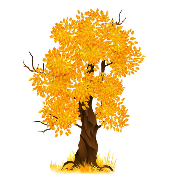 Vector autumn tree isolated on white, vector illustration Vector autumn old tree isolated on white, vector illustration oak fire stock illustrations