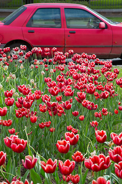 istock red tulips, red car, 479771118
