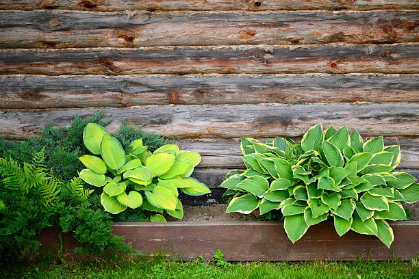 Lush green plants hostas and ferns with a splash of bright red colour from other flowers brighten up a corner of the garden.
