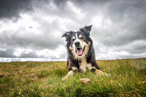 Running with Flying Disc in Green Meadow. Summertime Canine Fun in Nature