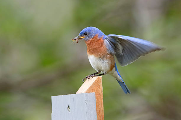 istock Male Eastern Bluebird with a Sider in its Beak 479774196