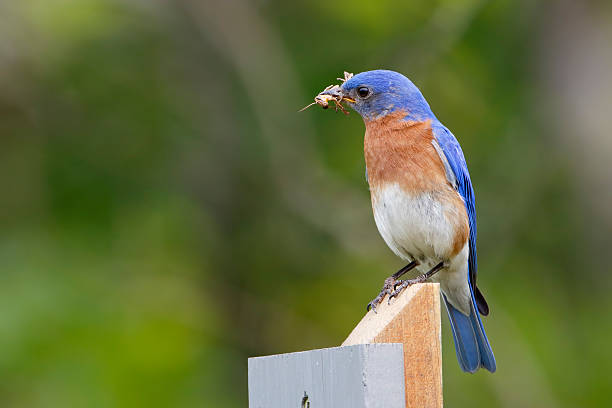 istock Male Eastern Bluebird with a Grasshopper in its Beak 479774198