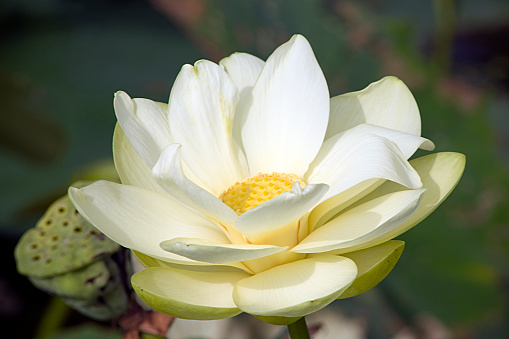 Closeup of large white to pale yellow flower of American lotus, Nelumbo lutea.  Wilson Island State Recreation Area, Iowa, USA.