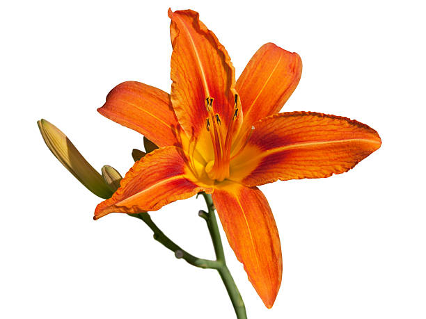 istock Red daylily flower isolated on white 479777816