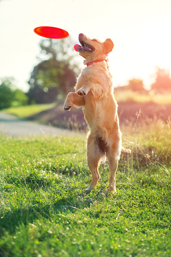 Dog jumping to catch a frisbee on a green lawn