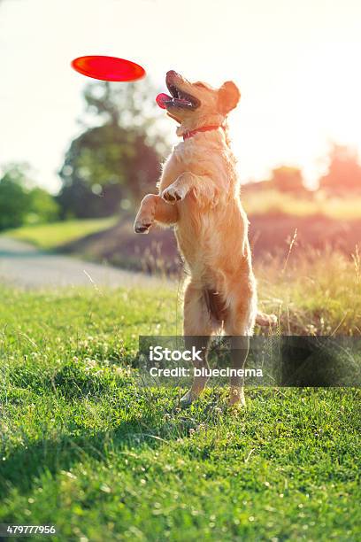 Dog Catching Frisbee Stock Photo - Download Image Now - Dog, Plastic Disc, Playing