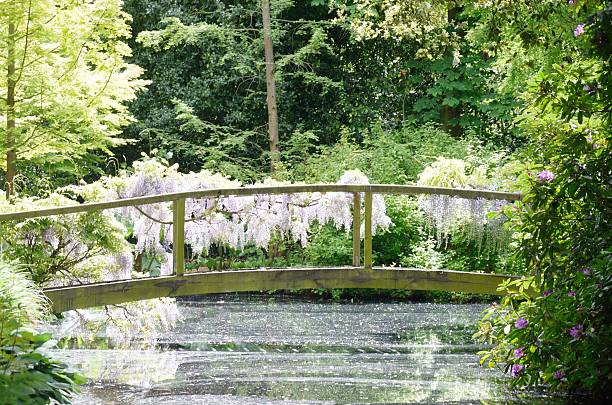 istock Curved Wooden bridge with wisteria 479783434