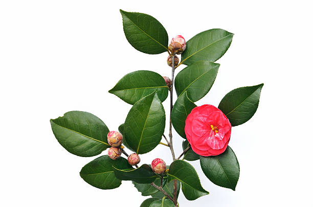 istock White background of camellia 479786880