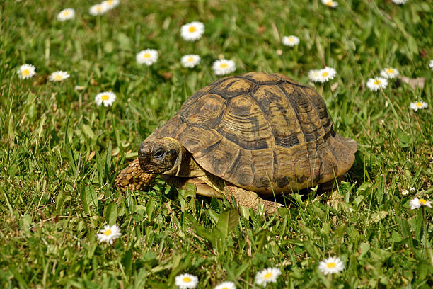 istock Male Hermann's tortoise 479786980