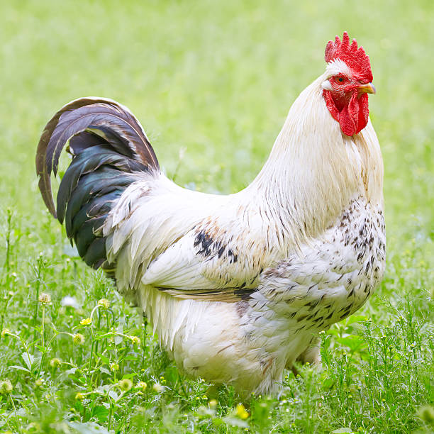 istock Rooster in the grass on a farm 479790488