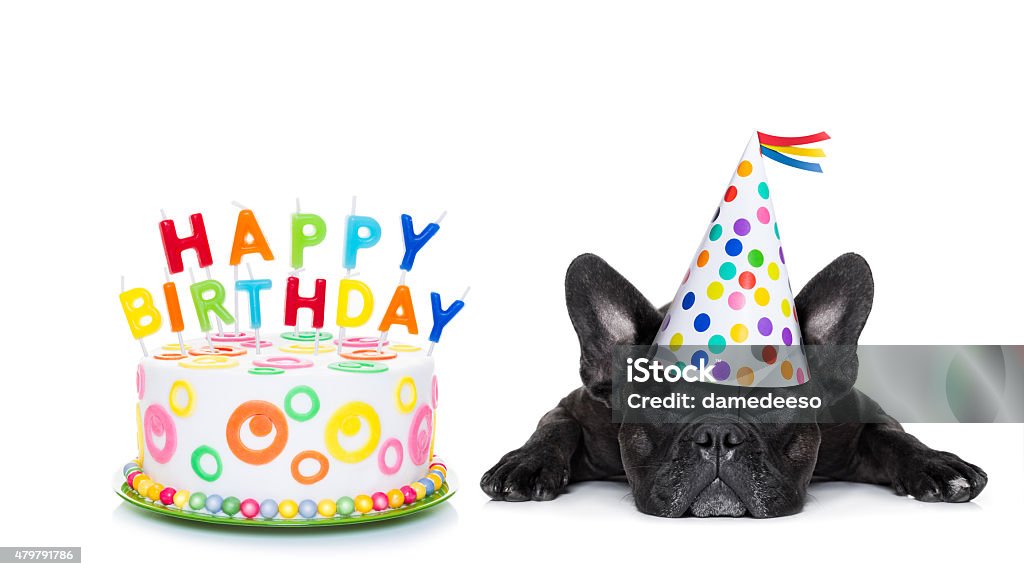 Buon Compleanno Da Letto Per Cani - Fotografie stock e altre immagini di  Compleanno - Compleanno, Cane, Bulldog francese - iStock