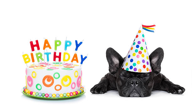 happy birthday sleeping dog french bulldog with  happy birthday cake and candles ,a  party hat  ,eyes closed , isolated on white background french bulldog puppies stock pictures, royalty-free photos & images
