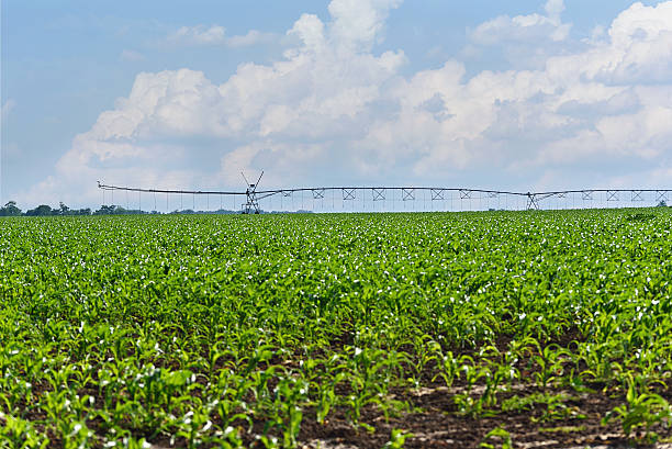 관류 시스템 옥수수 필드 - corn crop irrigation equipment agriculture leaf 뉴스 사진 이미지
