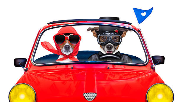 263 Very Funny Gay Dog Stock Photos, Pictures & Royalty-Free Images - iStock 263 Very Funny Gay Dog Stock Photos, Pictures & Royalty-Free Images - iStock