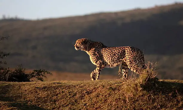 A cheetah stalks across a grass plain in golden sunlight. Mountains in the background. South Africa